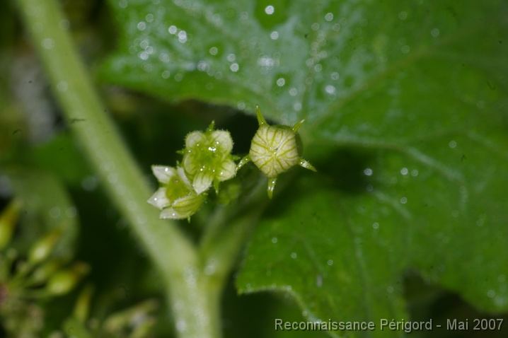 IMGP8081 Bryona dioica - cucurbitacée - fleurs femelles ?