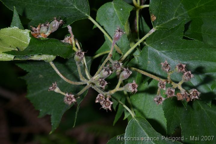 IMGP8086 jeunes fruits d'Alisier - Sorbus torminalis (rosacée)