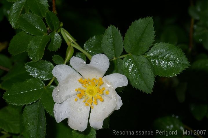 IMGP8091 rosa