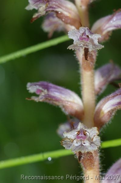 IMGP8094 Orobanche ? - scophulariacée