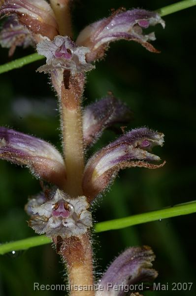 IMGP8095 Orobanche ? - scophulariacée