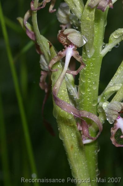 IMGP8100 Hymantoglossum hircinum - orchidacée