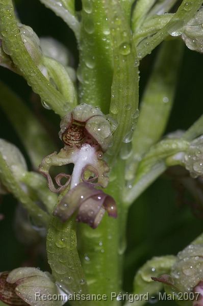 IMGP8101 Hymantoglossum hircinum - orchidacée