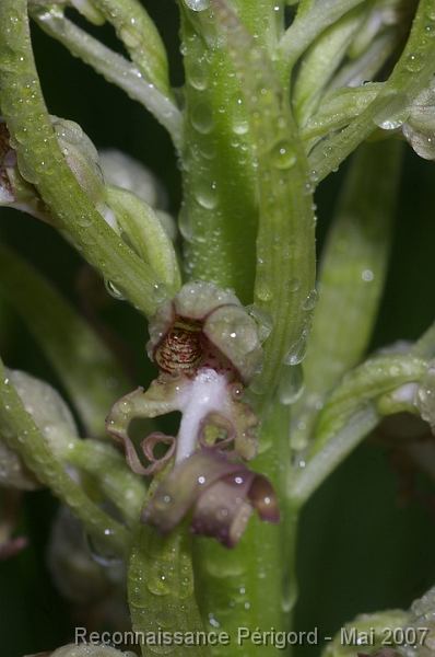 IMGP8102 Hymantoglossum hircinum - orchidacée