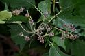 IMGP8086 jeunes fruits d'Alisier - Sorbus torminalis (rosacée)
