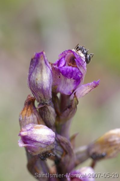 IMGP8191 Limodorum abortivum : fleur (peu) ouverte