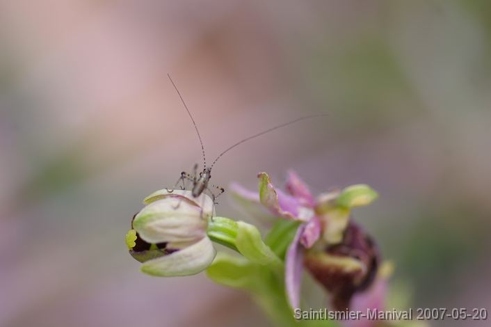 IMGP8196 Ophrys (groupe scolopax): appendice jaune et petit orthoptère