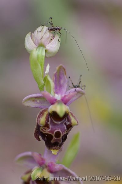 IMGP8197 Ophrys (groupe scolopax) et petits orthoptères