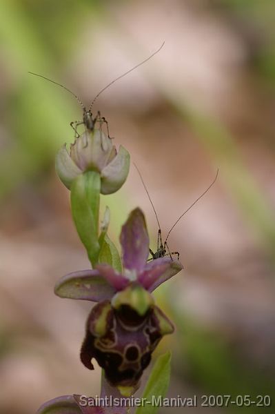 IMGP8199 Ophrys (groupe scolopax) et petits orthoptères