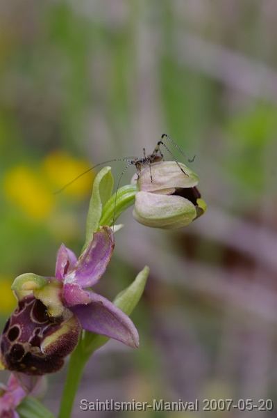 IMGP8201 Ophrys (groupe scolopax): appendice jaune et petit orthoptère