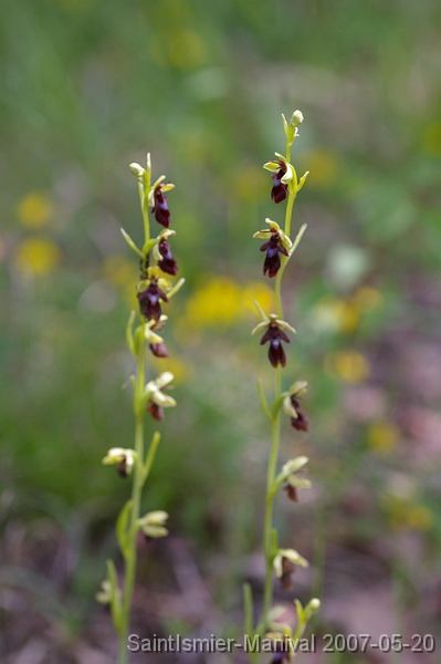 IMGP8225 Ophrys insectifera