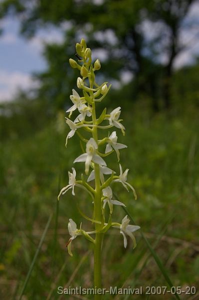 IMGP8227 Platenthera bifolia