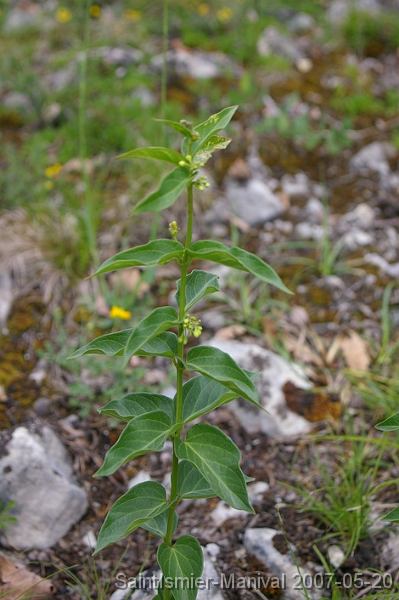 IMGP8237 Vincetoxicum hirundinaria - Dompte-venin(asclépiadacée)