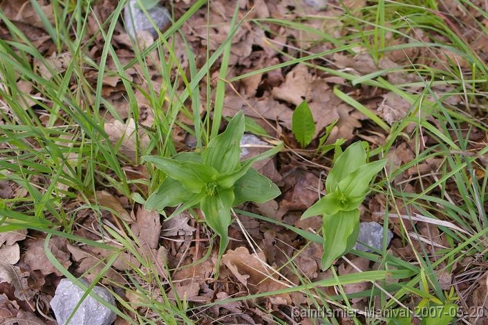 IMGP8238 2 Epipactis (probablement Helleborine) en boutons