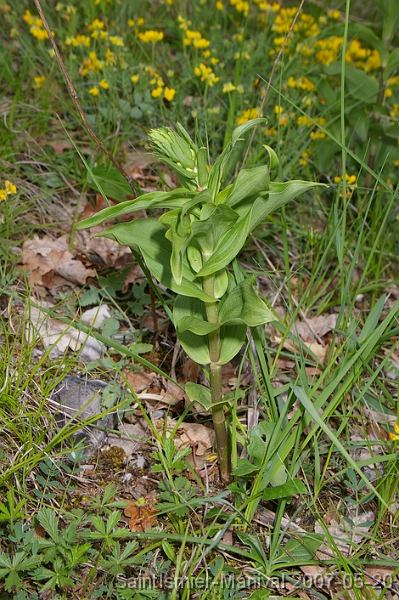 IMGP8241 Epipactis (probablement Helleborine) en boutons