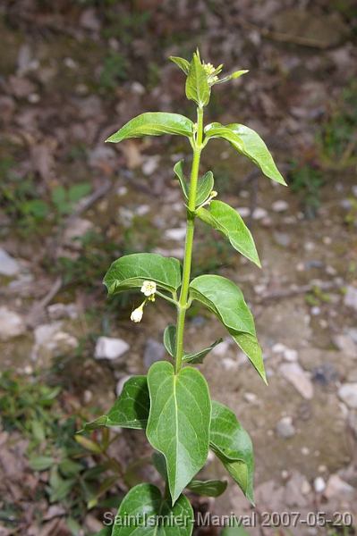 IMGP8242 Vincetoxicum hirundinaria - Dompte-venin(asclépiadacée)