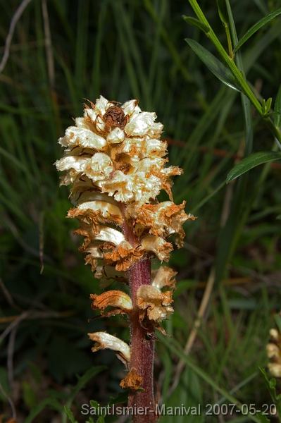 IMGP8245_ng25n une orobanche (près de gaillet)