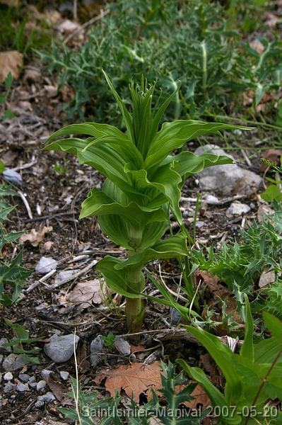 IMGP8246_nv Epipactis (probablement Helleborine) en boutons