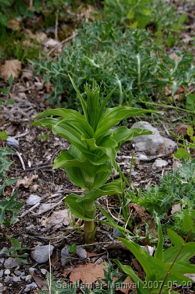 IMGP8247_c20 Epipactis (probablement Helleborine) en boutons