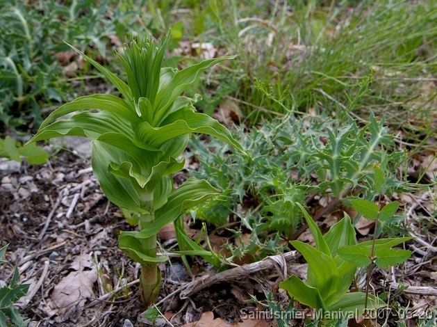 IMGP8249_002012r Epipactis (probablement Helleborine) en boutons