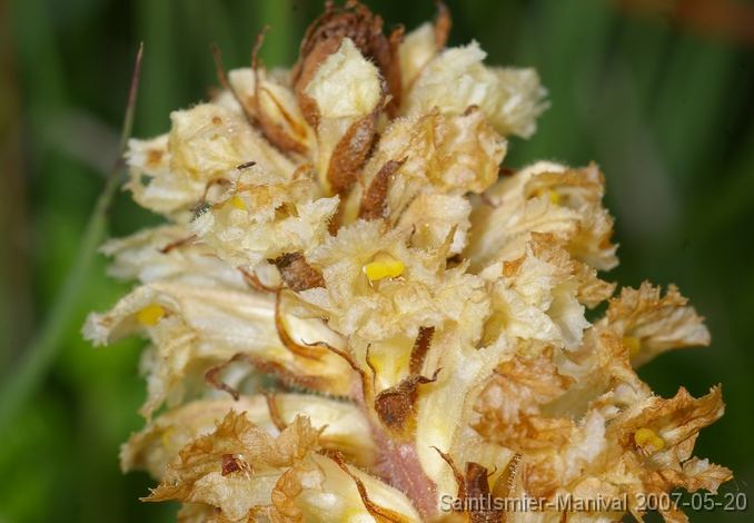 IMGP8251 une orobanche (près de gaillet)