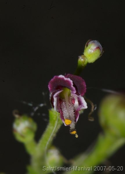 IMGP8256_rec scrophulaire (scrophularia canina)