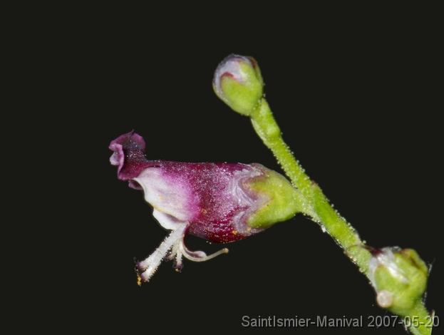 IMGP8257 scrophulaire (scrophularia canina)