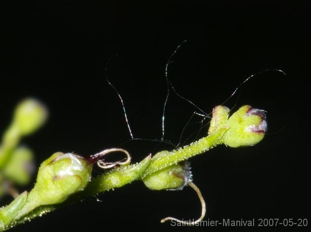 IMGP8259 scrophulaire (scrophularia canina): boutons