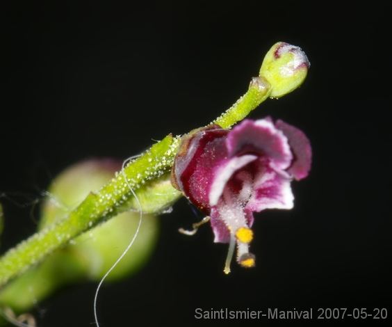 IMGP8260 scrophulaire (scrophularia canina)