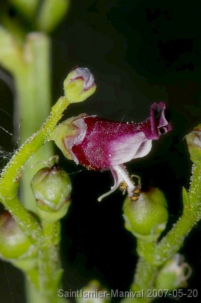 IMGP8261 scrophulaire (scrophularia canina)