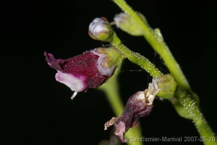 IMGP8263 scrophulaire (scrophularia canina)