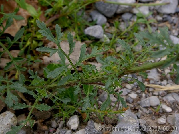 IMGP8265 scrophulaire (scrophularia canina): feuilles