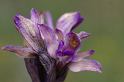 IMGP8208 Limodorum abortivum : fleur ouverte très fraîche
