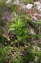 IMGP8228 Epipactis (probablement Helleborine) en boutons