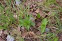 IMGP8238 2 Epipactis (probablement Helleborine) en boutons