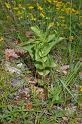 IMGP8241 Epipactis (probablement Helleborine) en boutons