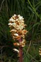 IMGP8245_ng25n une orobanche (près de gaillet)
