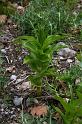 IMGP8246_nv Epipactis (probablement Helleborine) en boutons