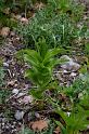 IMGP8247_c20 Epipactis (probablement Helleborine) en boutons