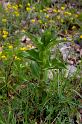 IMGP8248_002012 Epipactis (probablement Helleborine) en boutons