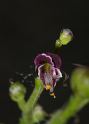 IMGP8256_rec scrophulaire (scrophularia canina)