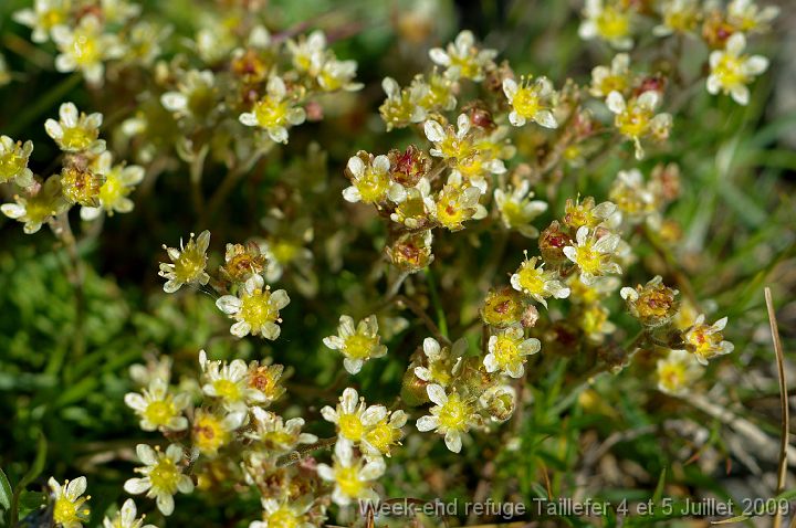 IMGP8017 Un autre petit saxifrage