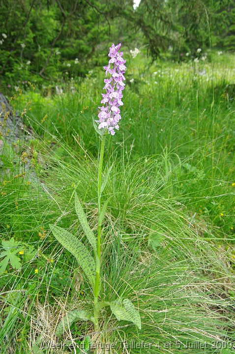 IMGP8065 Un dactylorhiza splendide (50cm de haut)